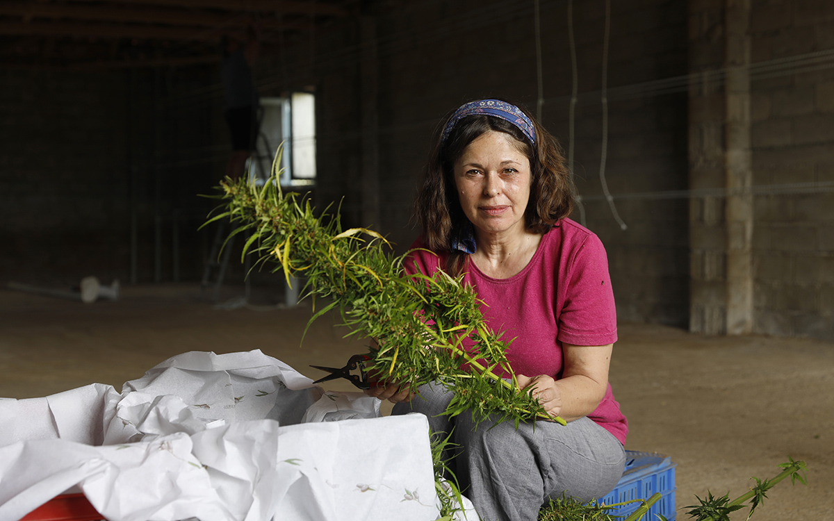 θερίζοντας-ήμερη-κάνναβη-στην-εύφορη-2210715
