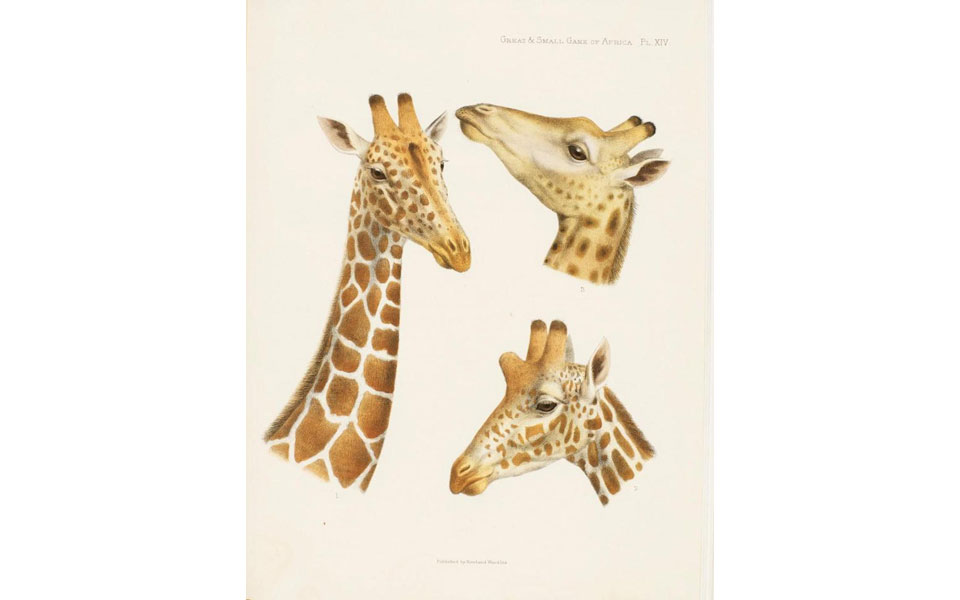 η-μοναδική-βιβλιοθήκη-του-τζον-και-της-2208430