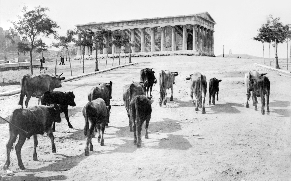 πρόβατα-στην-πανεπιστημίου-2209346