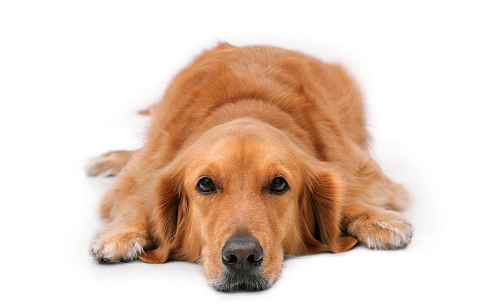 τα-σκυλιά-ζητιάνοι-2210828