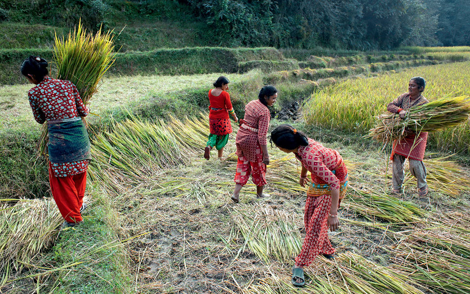 στα-ρυζοχώραφα-του-νεπάλ-2215418