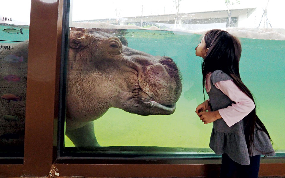 ο-ιπποπόταμος-φιλούσε-υπέροχα-2215417