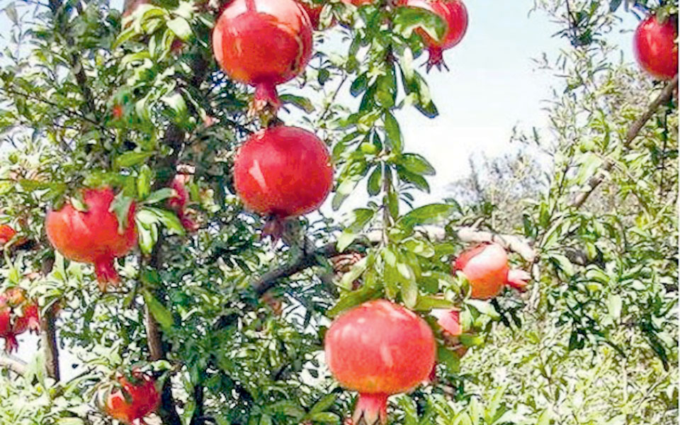 σύμβολο-της-καλής-τύχης-και-της-πολλής-2215038