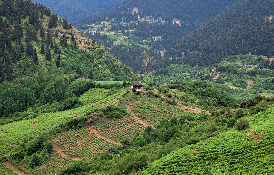 τέχνη-και-κρασί-2213369