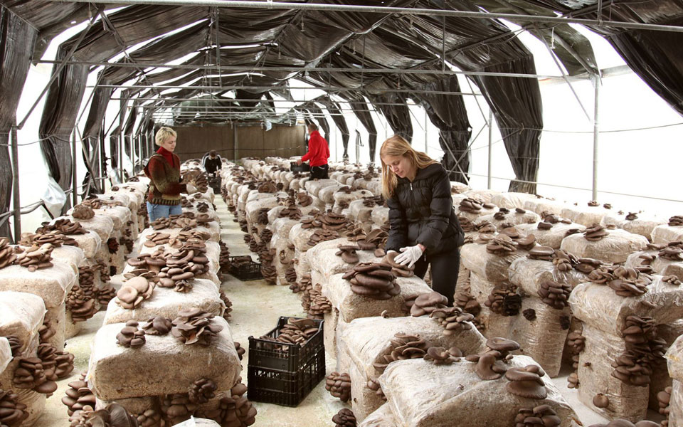 τι-πρέπει-να-ξέρουμε-πριν-αγοράσουμε-κ-2213977