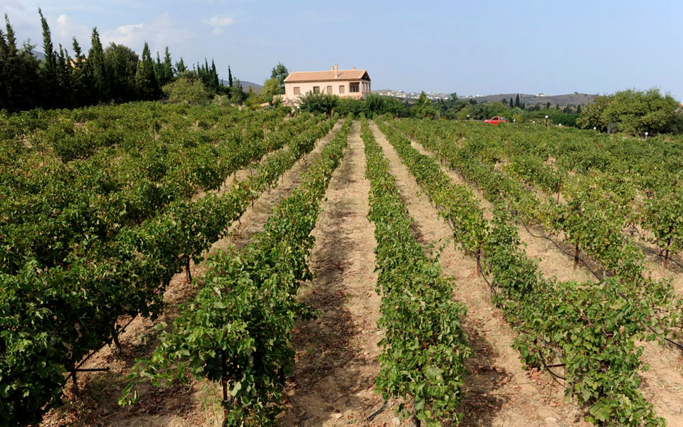 τρύγος-στον-αμπελώνα-της-πρωτεύουσας-2213982