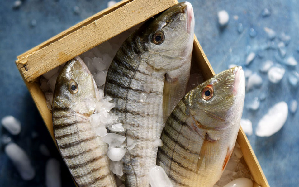 mουρμούρα-το-θαλασσινό-τιγράκι-2211808