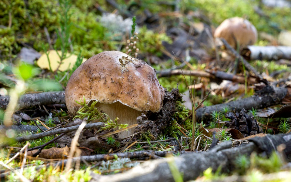 τα-άγρια-μανιτάρια-της-ελληνικής-αγορ-2215394