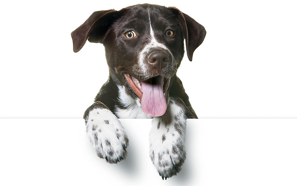 ο-πεντάλογος-της-σκυλίσιας-ζωής-2212022