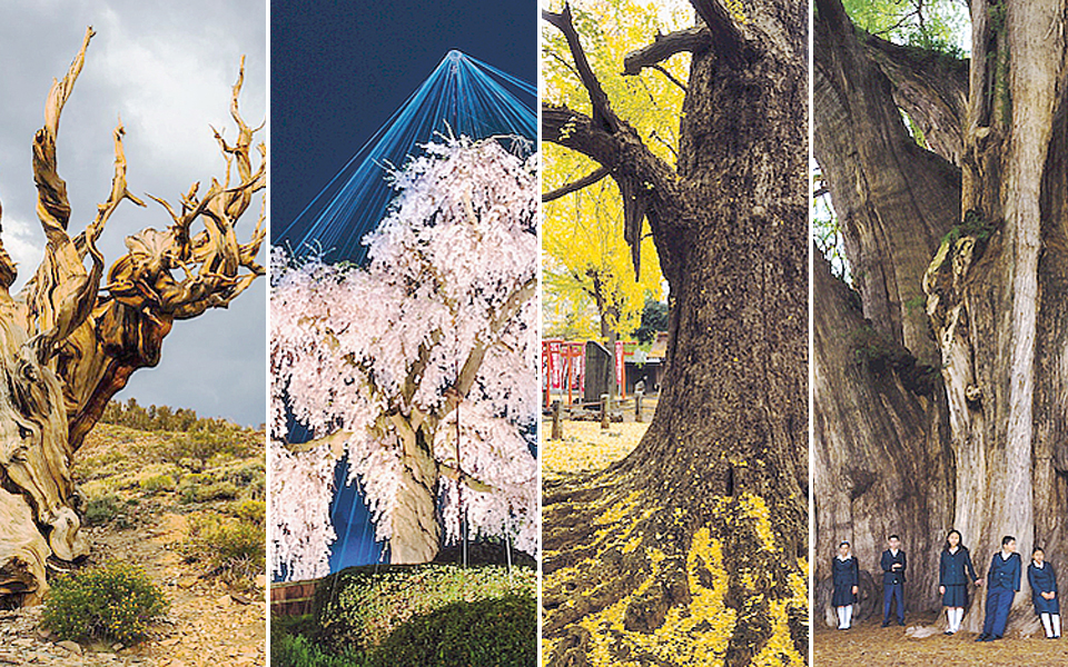 απαθανατίζοντας-τα-σοφά-δέντρα-του-2217363