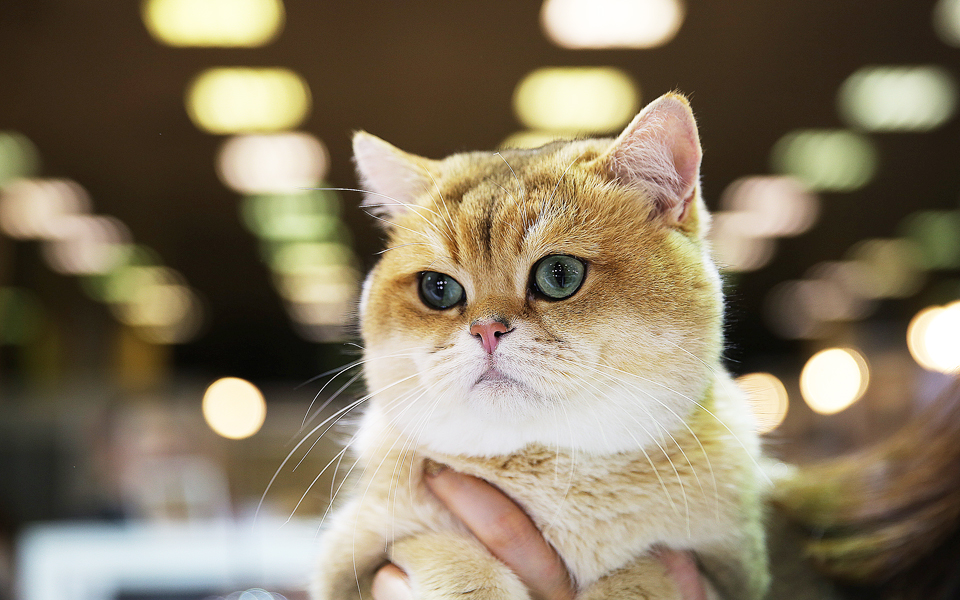 απομακρύνουν-τον-κίνδυνο-παιδικού-άσ-2217589