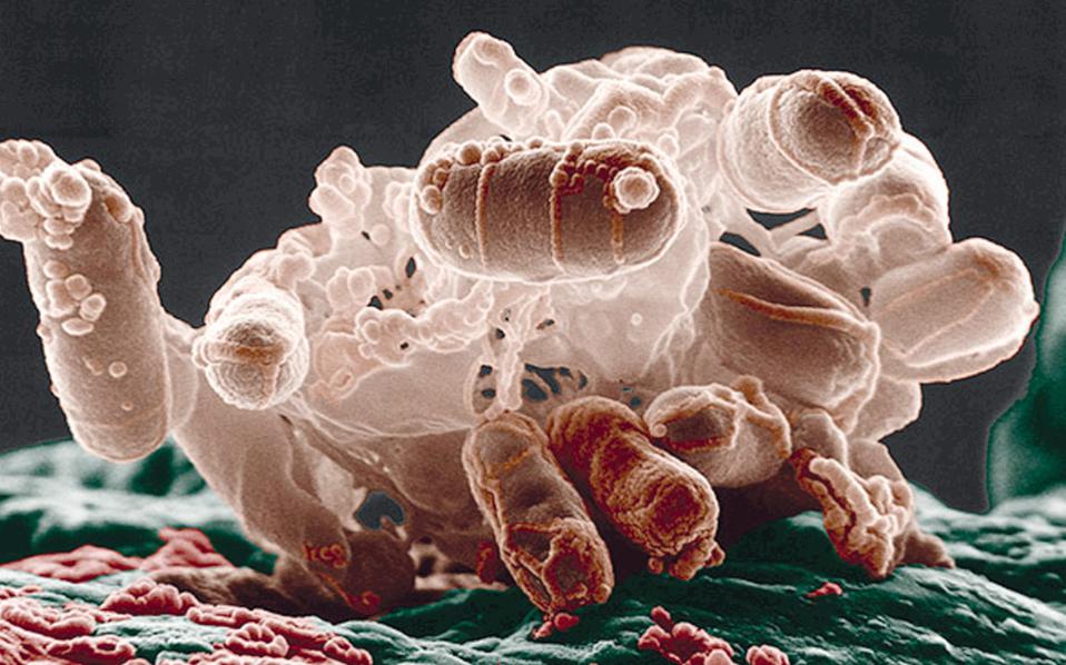 ομηροι-πολυανθεκτικών-μικροβίων-2217597