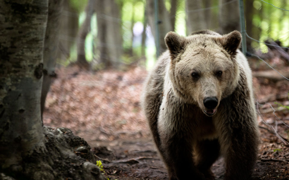 δεν-αποζημιώνει-το-δημόσιο-συγγενείς-85-2219157