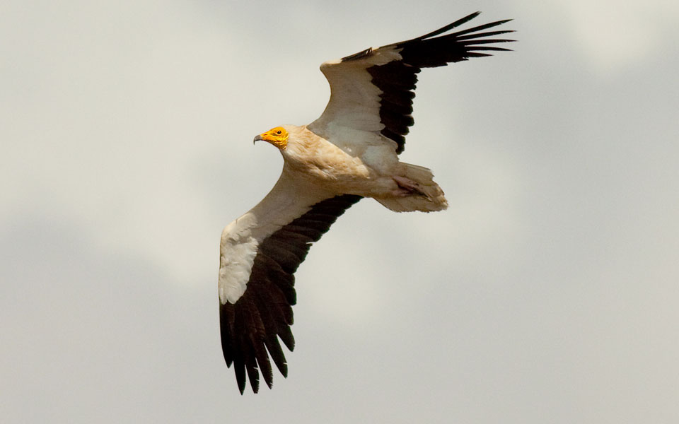 πενταετή-σχέδια-δράσης-για-τρία-προστ-2215942