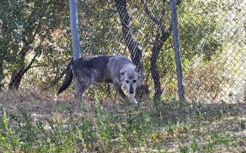 δύο-αδέρφια-λύκους-από-τη-σερβία-υιοθέ-2217919