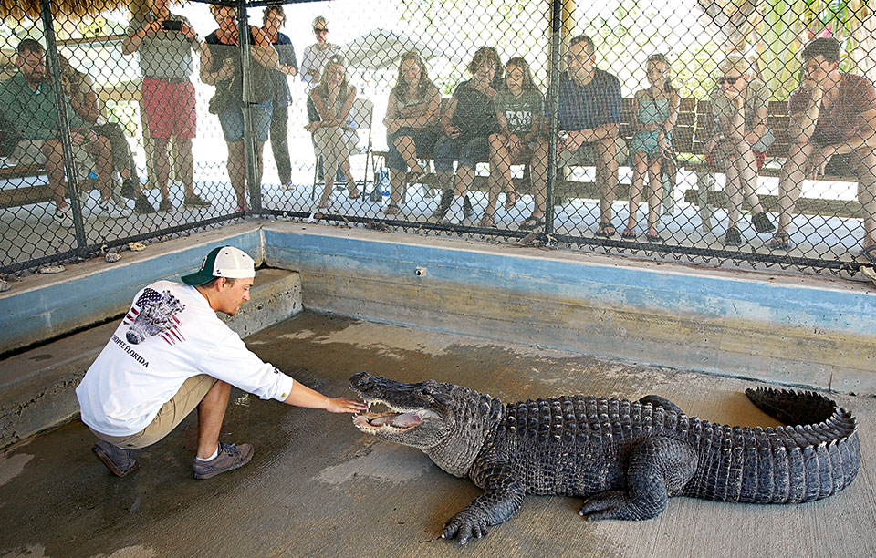 στα-σαγόνια-του-αλιγάτορα-2220761