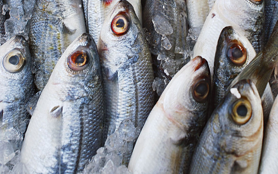 να-φοβόμαστε-το-ψάρι-2217885