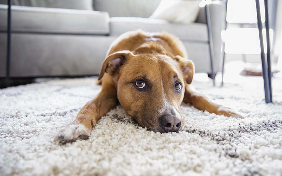 τι-είναι-λοιπόν-ο-σκύλος-2216100