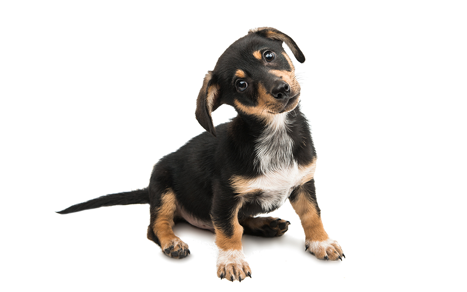 φιλόζωοι-προσοχή-2220809