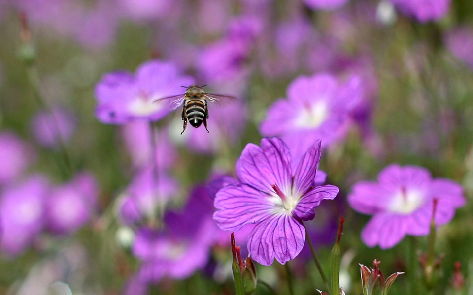 ο-αρμαγεδδών-των-εντόμων-2221695