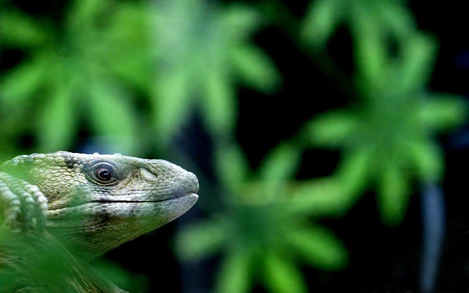 115-νέα-είδη-ανακαλύφθηκαν-στον-μεκόνγκ-2224129