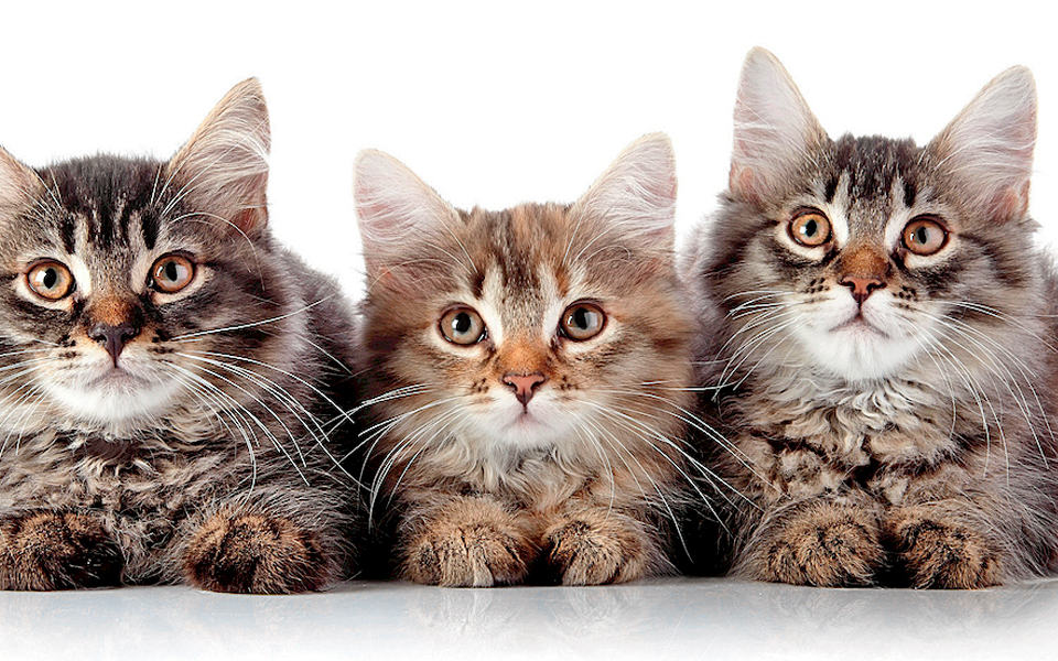 μια-εορταγορά-για-τους-τετράποδους-φί-2222001