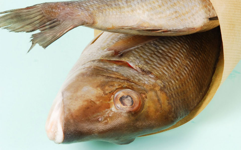 συναγρίδα-η-βασίλισσα-2224174