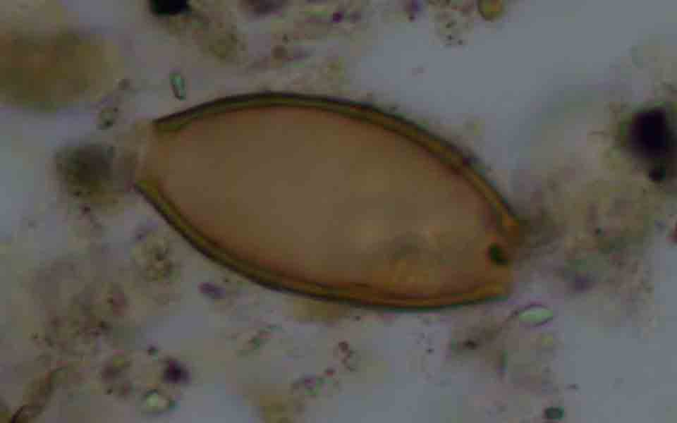 ερευνα-ανακαλύφθηκαν-στην-κέα-τα-παρα-2223288