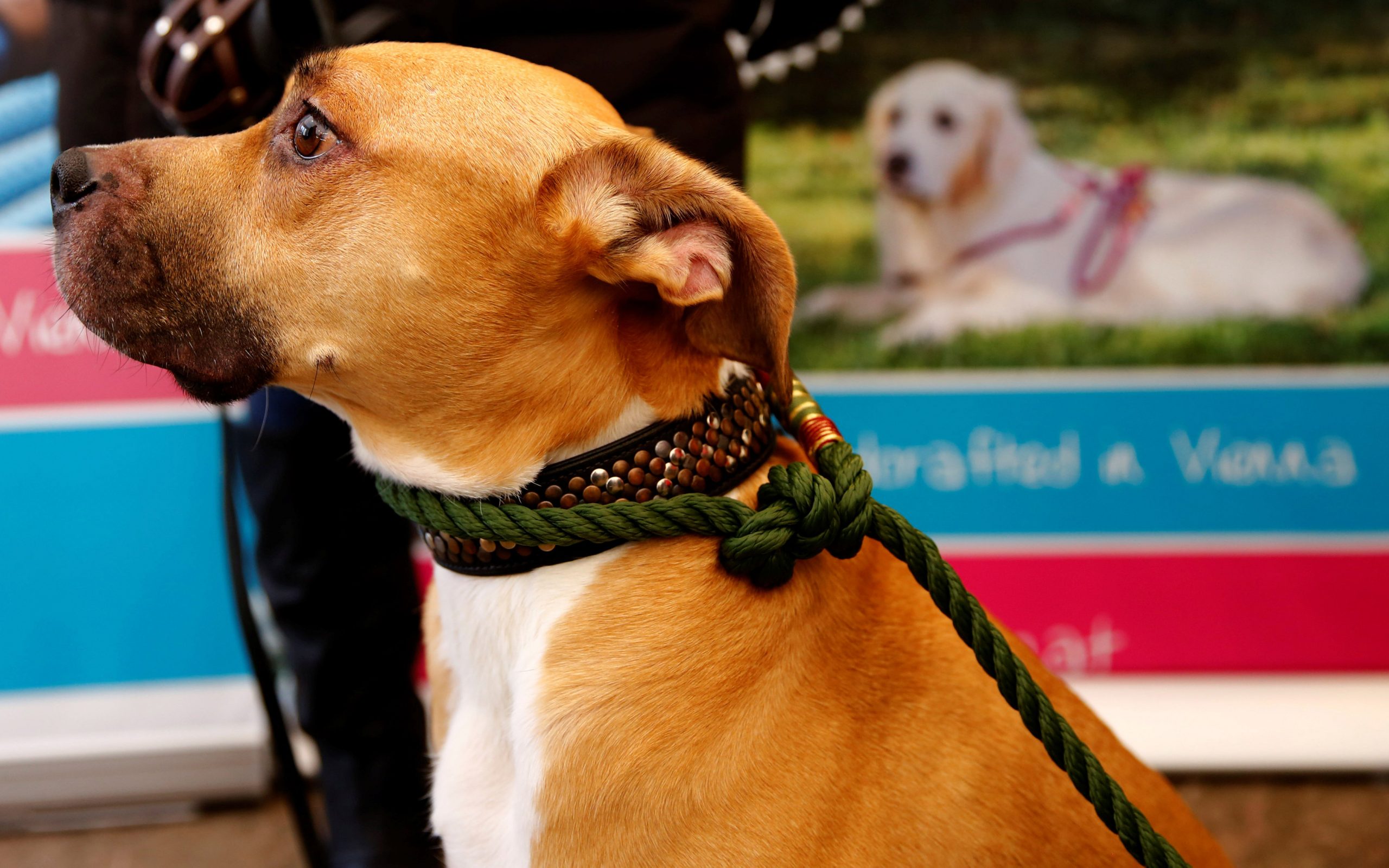 επιστήμονες-αποδεικνύουν-πως-τα-σκυλ-2221332