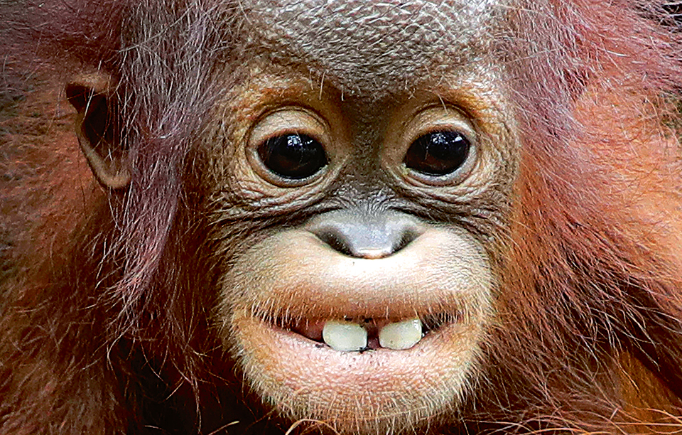 τα-πρώτα-δοντάκια-2228560