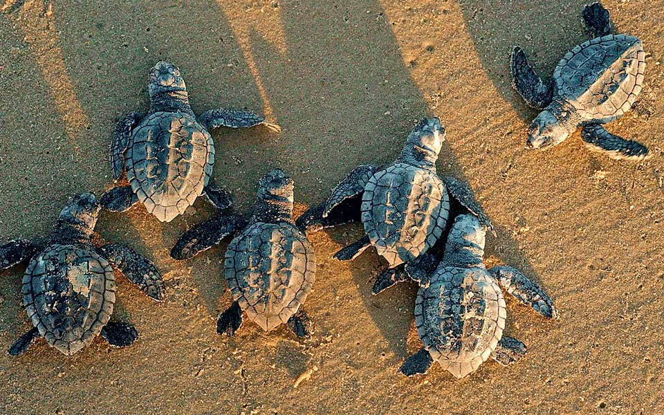 ενα-πουλάκι-που-δεν-πέταξε-2230497