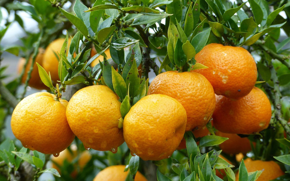 κλημεντίνες-για-τα-γλυκά-σέλινο-για-τα-2225784