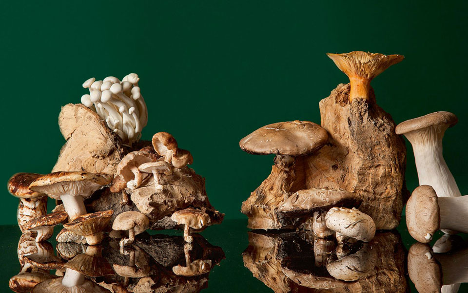 άγρια-ομορφιά-2227875