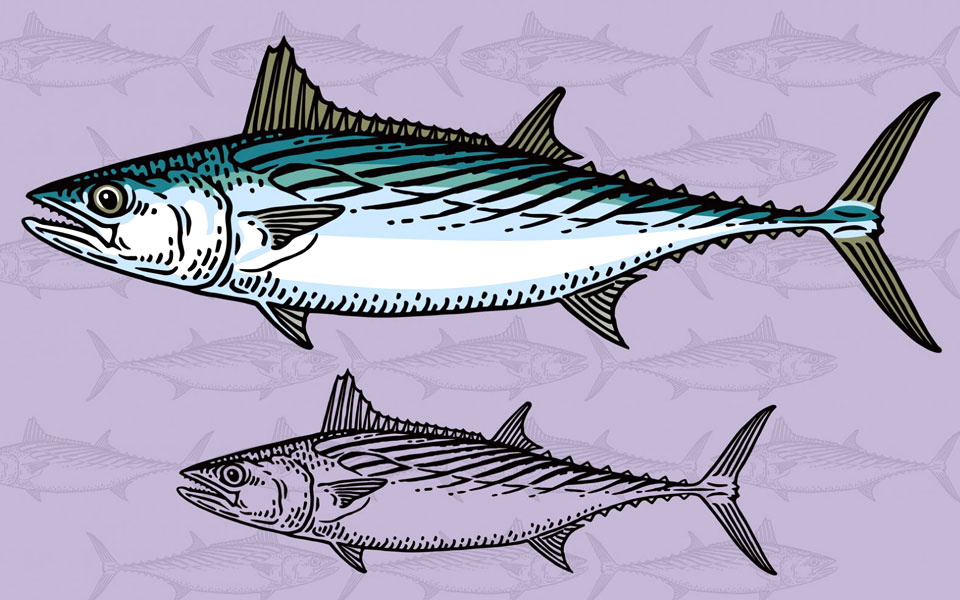 παλαμίδα-ορεκτικό-αλλά-και-κύριο-πιάτ-2226663