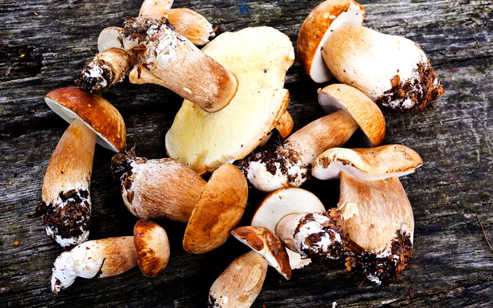 αγρια-μανιτάρια-προς-βρώσιν-2229229