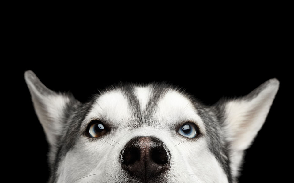 τι-μάθαμε-τόσα-χρόνια-από-τα-σκυλιά-μας-2228646