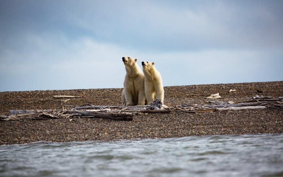 η-καύση-λίπους-εχθρός-της-πολικής-αρκο-2231319