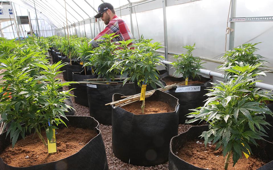 αδειοδότηση-καλλιέργειας-ιατρικής-κ-2232282