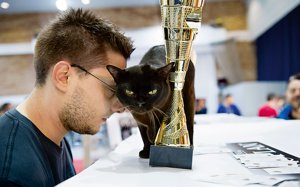 έμοιαζε-σαν-τίγρης-2235648