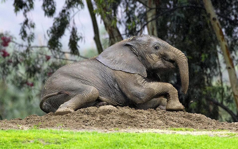 μια-ελληνίδα-ρίχνει-φως-στο-dna-των-ελεφά-2235757