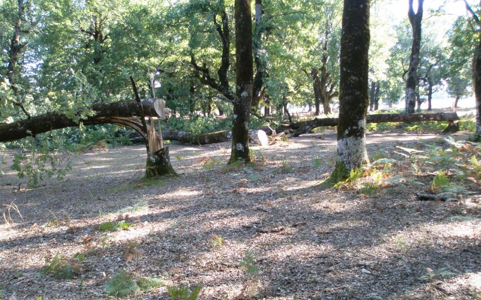 πρόστιμα-για-καταστροφή-πρασίνου-και-2232094