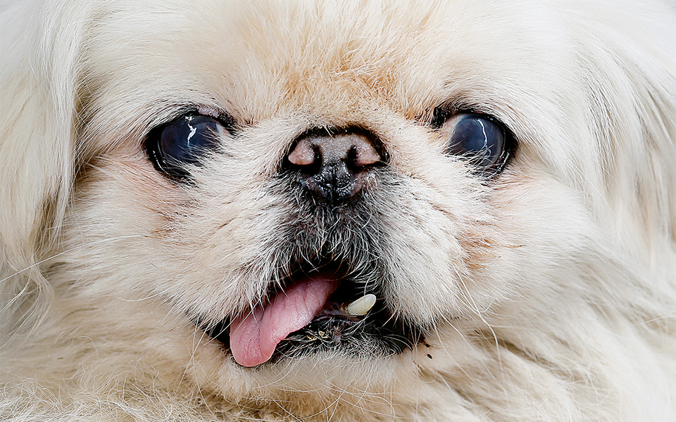 χρονιά-του-σκύλου-2234951