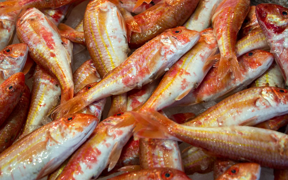 μπαρμπούνι-σκέτη-αρχοντιά-2231864