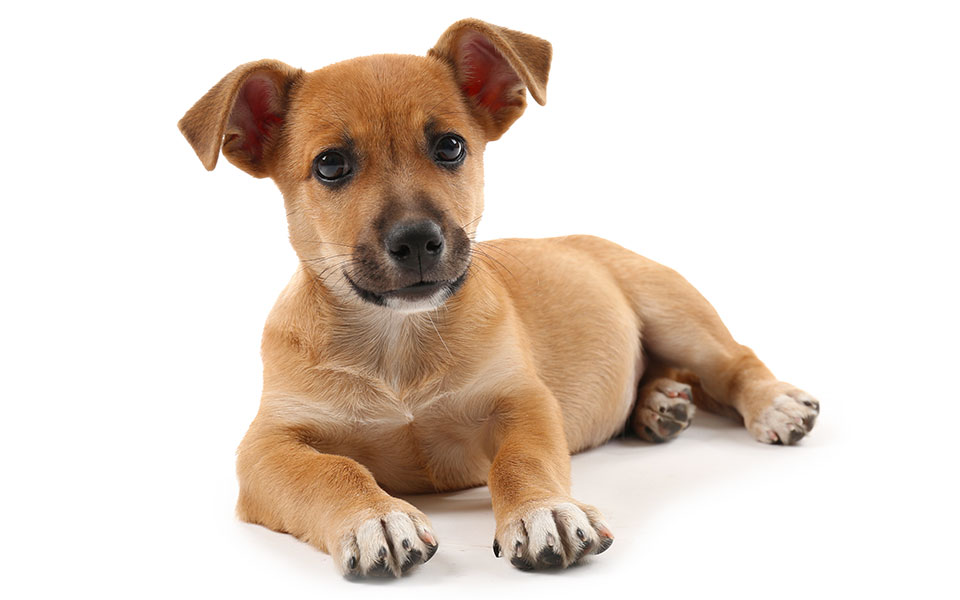 σύντροφοι-ζωής-2230990