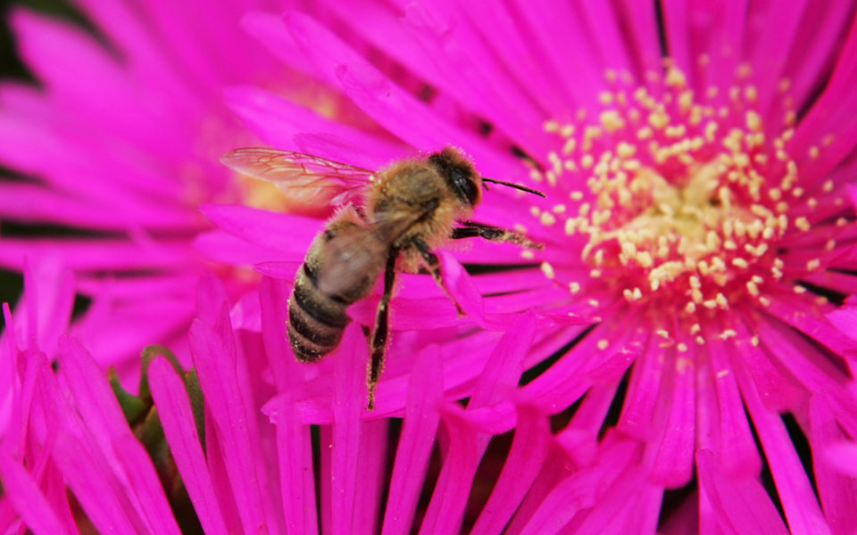 απαγόρευση-για-χάρη-των-μελισσών-2236263