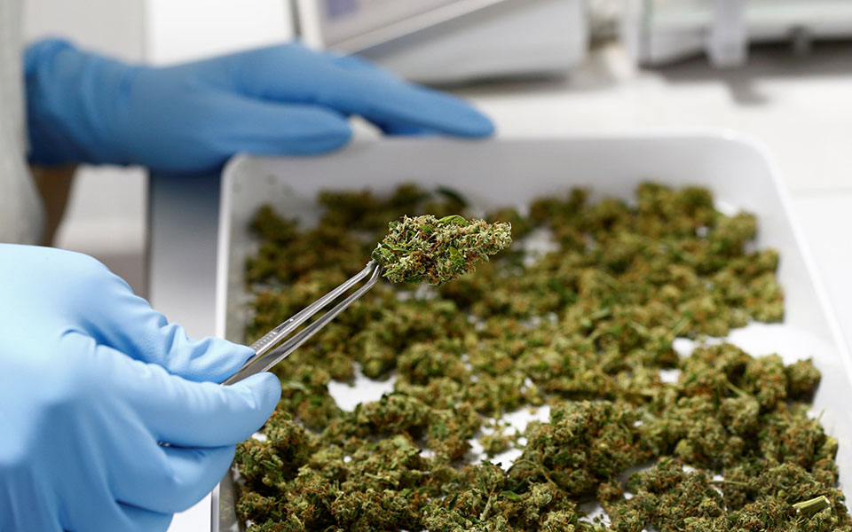 ψηφίστηκε-η-παραγωγή-ιατρικής-κάνναβ-2236436