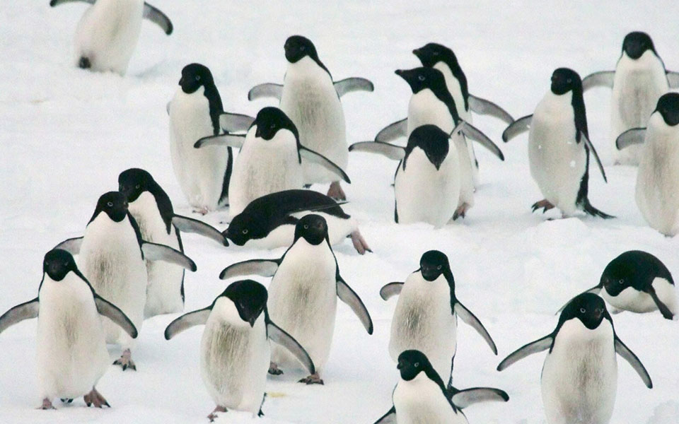 παχύ-στρώμα-πάγου-τερμάτισε-αποστολή-2236762