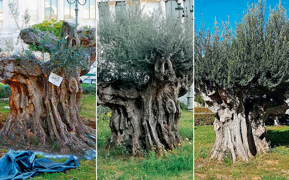 τα-δύο-επιβλητικά-υπεραιωνόβια-ελαιό-2237940