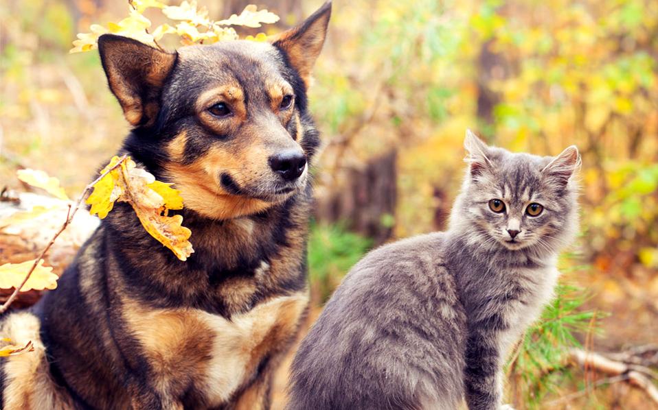 αλλάζει-ο-νόμος-για-τα-κατοικίδια-υπ-2240585