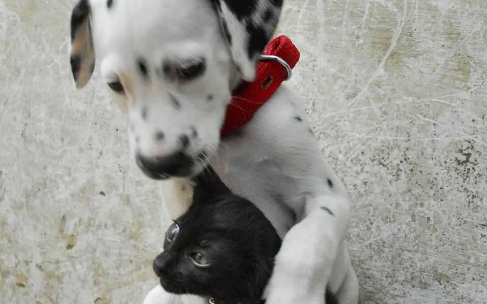 οι-οικολόγοι-πράσινοι-εναντίον-τσιρώ-2241177